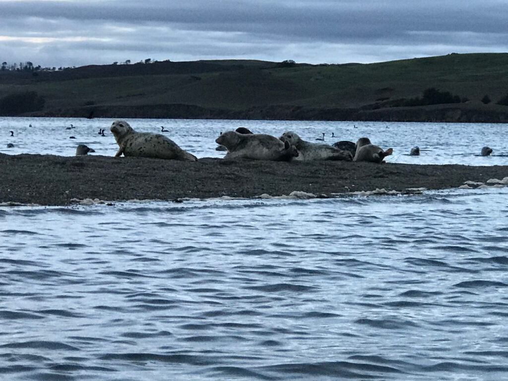 kayaking North Bay